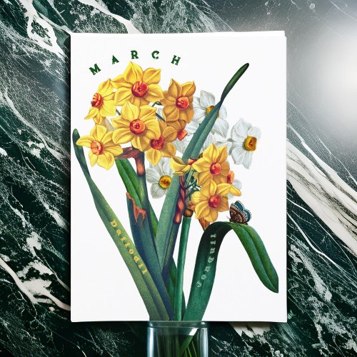 March Flowers Jonquil Daffodil Postcard