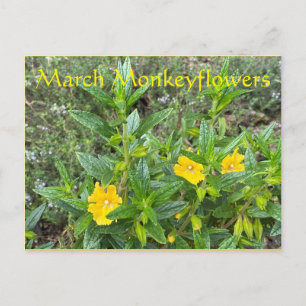 March Monkeyflowers Postcard