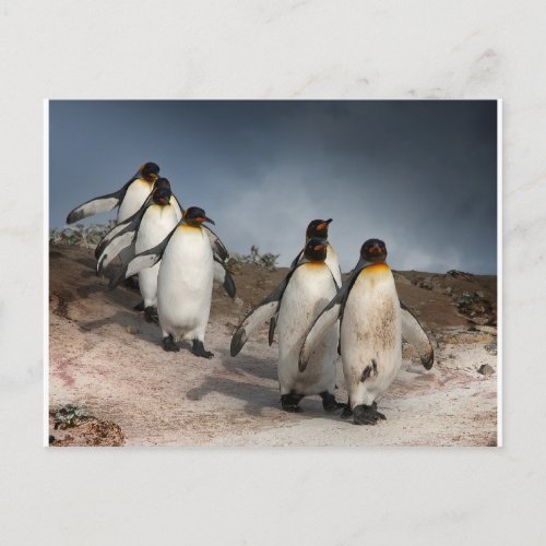March of the Penguins Postcard
