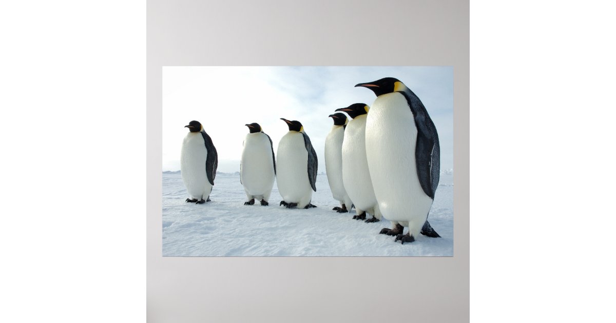 March of the Penguins Poster | Zazzle