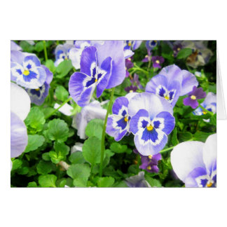 March Pansies Cards