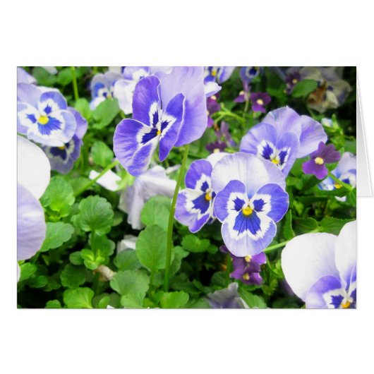 March Pansies Cards (Front Horizontal)