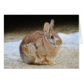 March Rabbit (Front Horizontal)