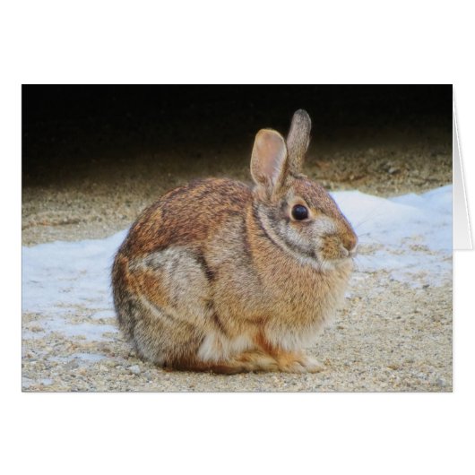March Rabbit Cards (Front Horizontal)