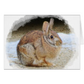 March Rabbit with Vignette (Front Horizontal)