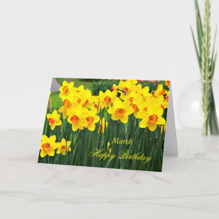March Stunning Yellow Daffodils Birthday Card