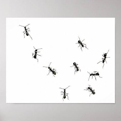 marching antspng poster