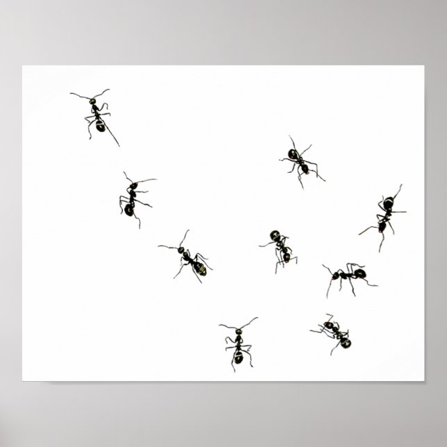marching ants.png poster (Front)