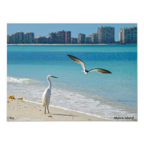 Marco Island Posters & Photo Prints Zazzle