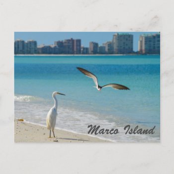 Marco Island Wildlife Postcard by PhotosfromFlorida at Zazzle