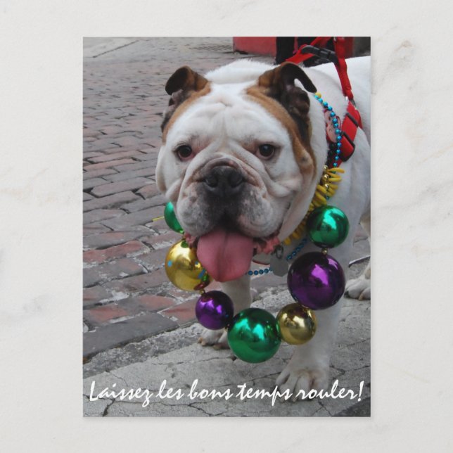 Mardi Gras Bulldog Postcard (Front)