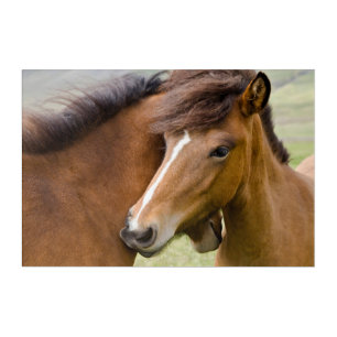 Mare And Colt Acrylic Print