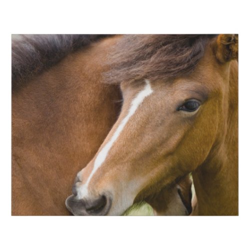 Mare And Colt Faux Canvas Print