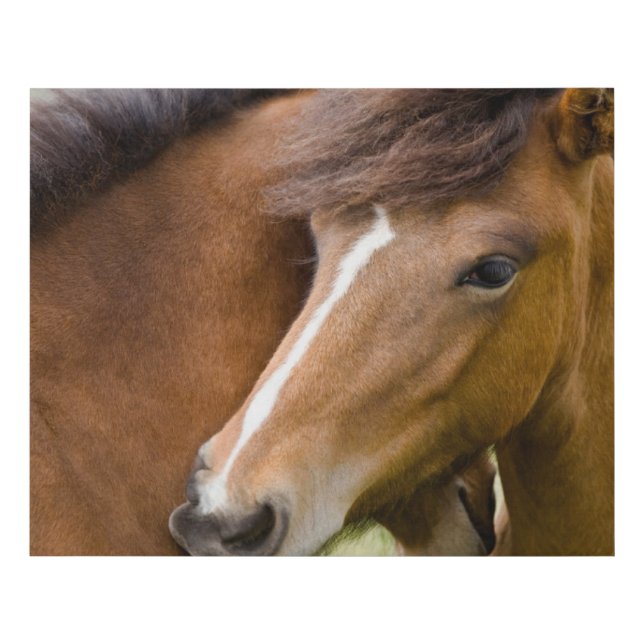 Mare And Colt Faux Canvas Print (Front)