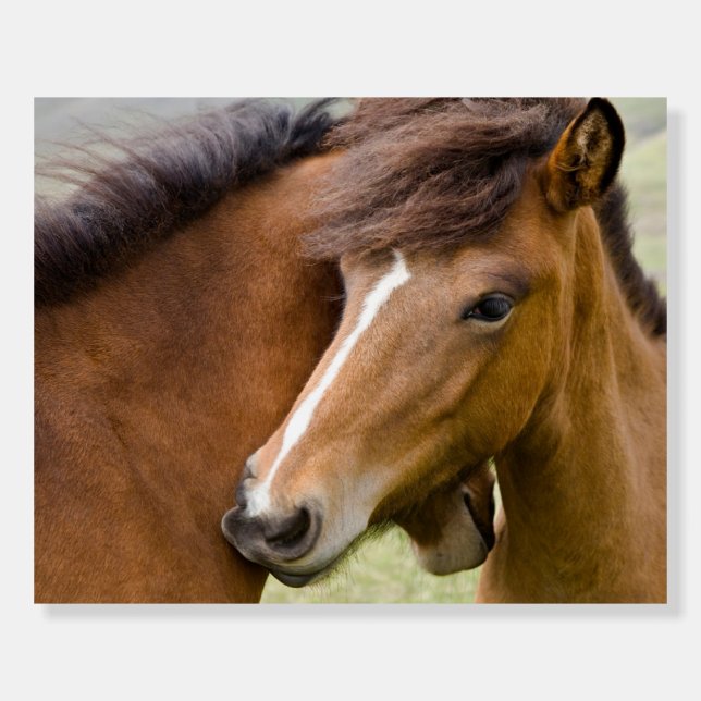 Mare And Colt Foam Board (Front)