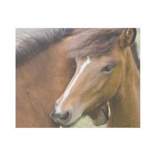 Mare And Colt Gallery Wrap