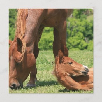 Mare And Colt Invitation by HorseStall at Zazzle