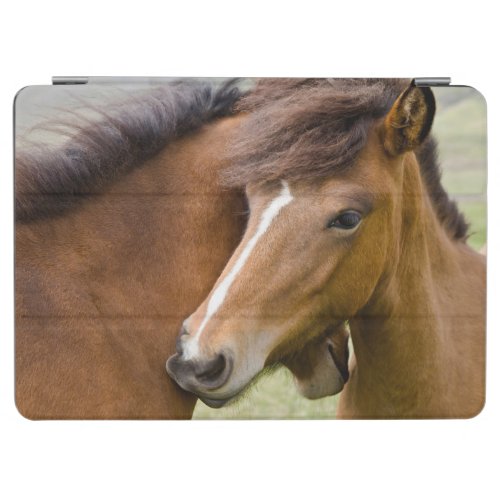 Mare And Colt iPad Air Cover