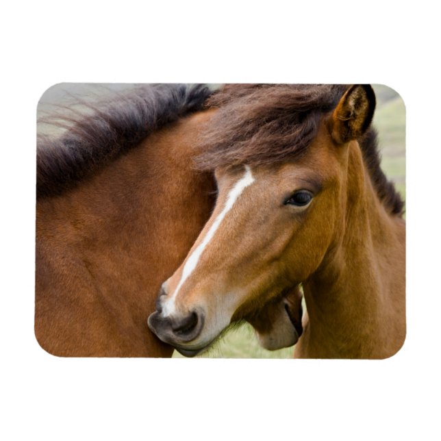 Mare And Colt Magnet (Horizontal)
