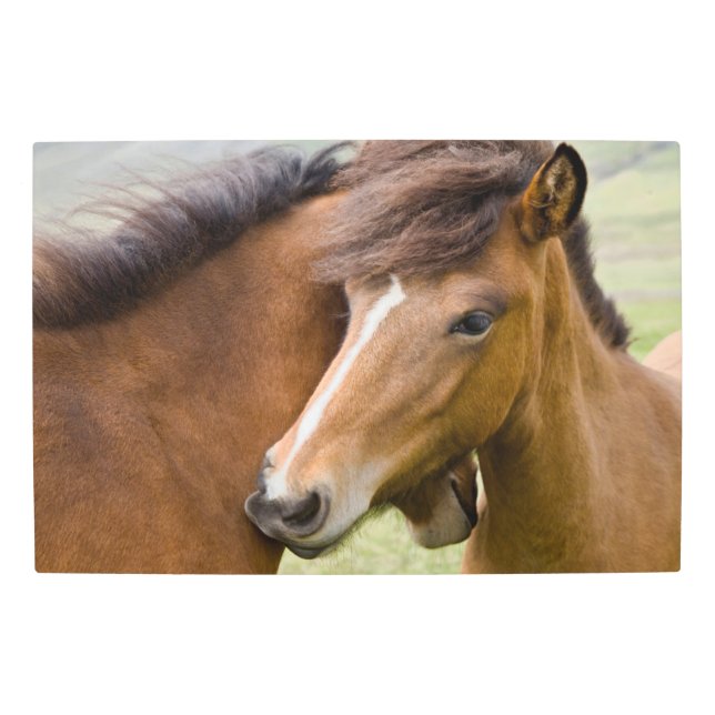 Mare And Colt Metal Print (Front)