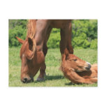 Mare and Colt Postcard
