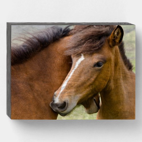 Mare And Colt Wooden Box Sign