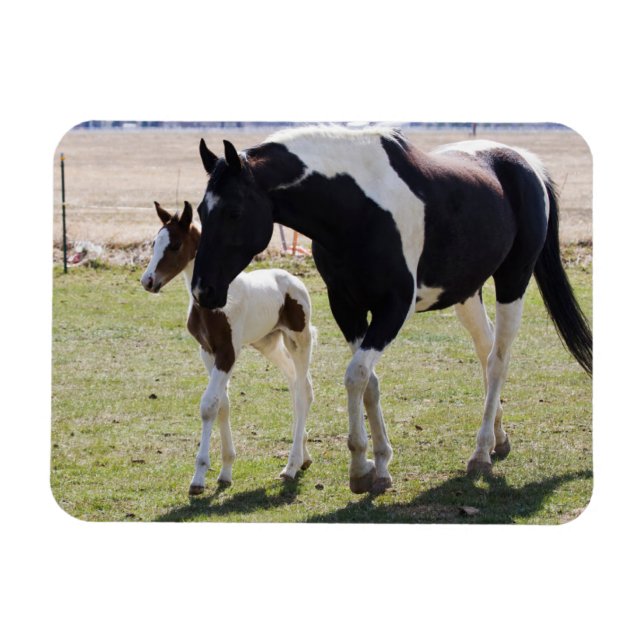 Mare and Filly Walking Magnet (Horizontal)
