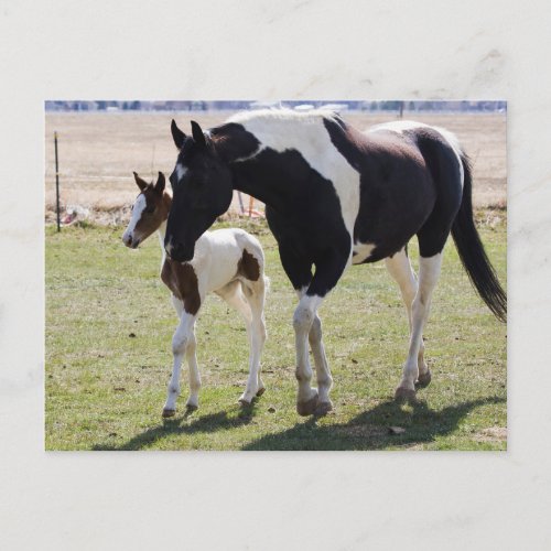 Mare and Filly Walking Postcard