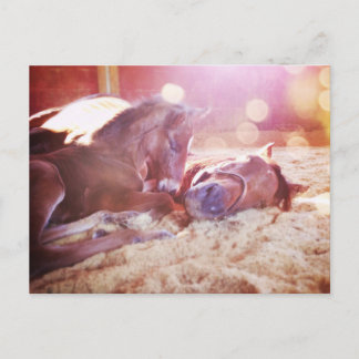 Mare and Foal Postcard