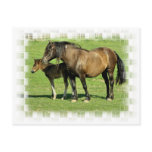 Mare and Foal Postcard