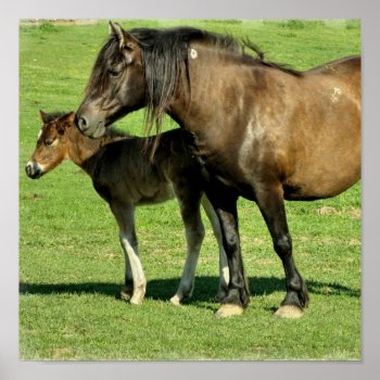 Mare And Foal Poster Print by HorseStall at Zazzle