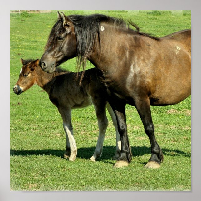 Mare and Foal Poster Print (Front)