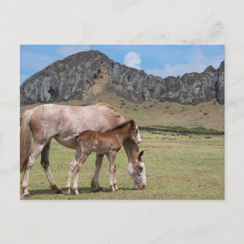 Mare  Colt at Volcanic Crater of Rano Raraku Postcard