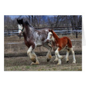 Mare & colt running (Front Horizontal)