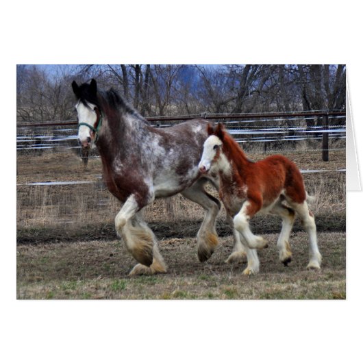 Mare & colt running cards (Front Horizontal)