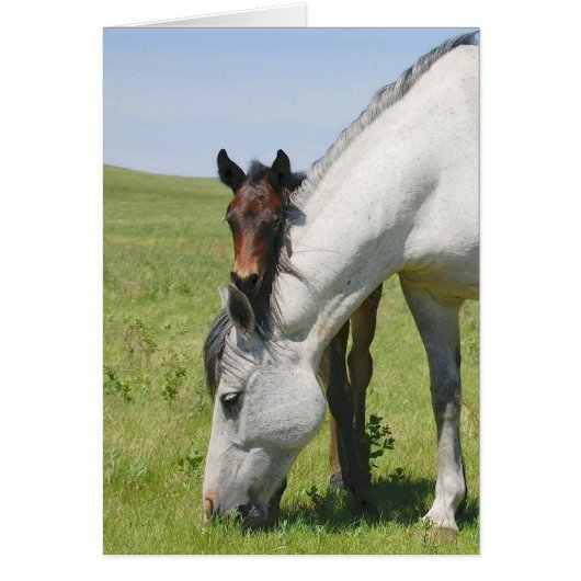Mare Grazing with Colt Cards (Front)