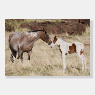 Mare with Colt Foam Board