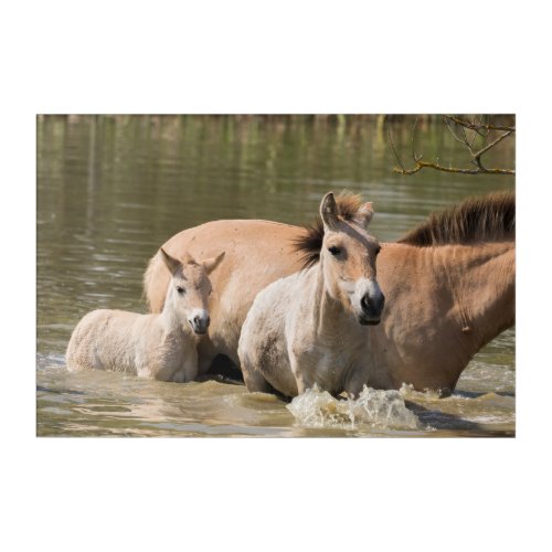 Mare with Foal Crossing a River Acrylic Print