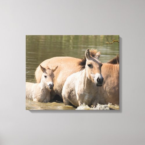 Mare with Foal Crossing a River Canvas Print