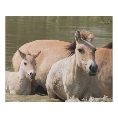 Mare with Foal Crossing a River Faux Canvas Print