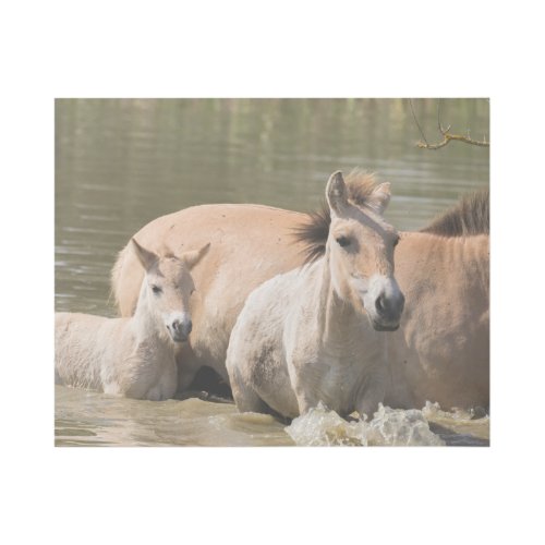 Mare with Foal Crossing a River Gallery Wrap