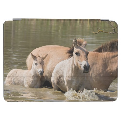 Mare with Foal Crossing a River iPad Air Cover