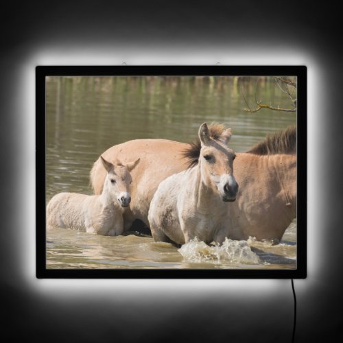 Mare with Foal Crossing a River LED Sign