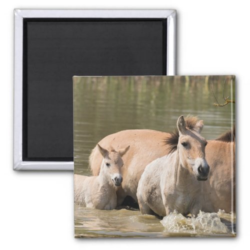 Mare with Foal Crossing a River Magnet
