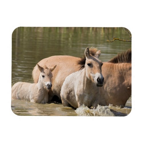 Mare with Foal Crossing a River Magnet