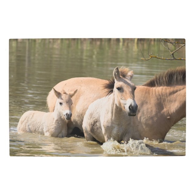 Mare with Foal Crossing a River Metal Print (Front)