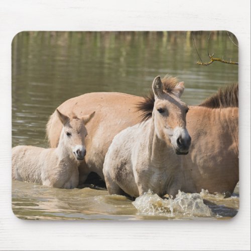 Mare with Foal Crossing a River Mouse Pad