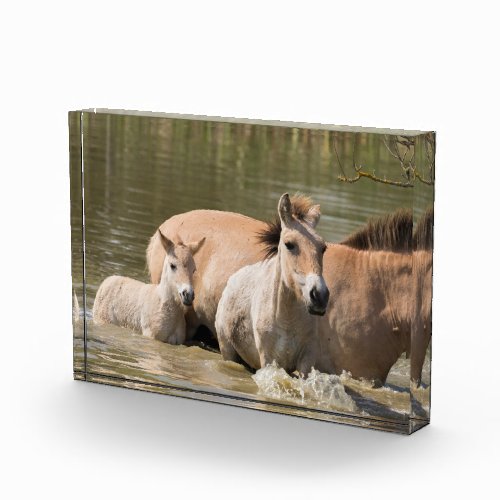 Mare with Foal Crossing a River Photo Block
