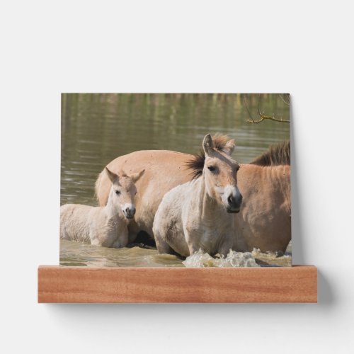 Mare with Foal Crossing a River Picture Ledge