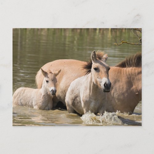 Mare with Foal Crossing a River Postcard